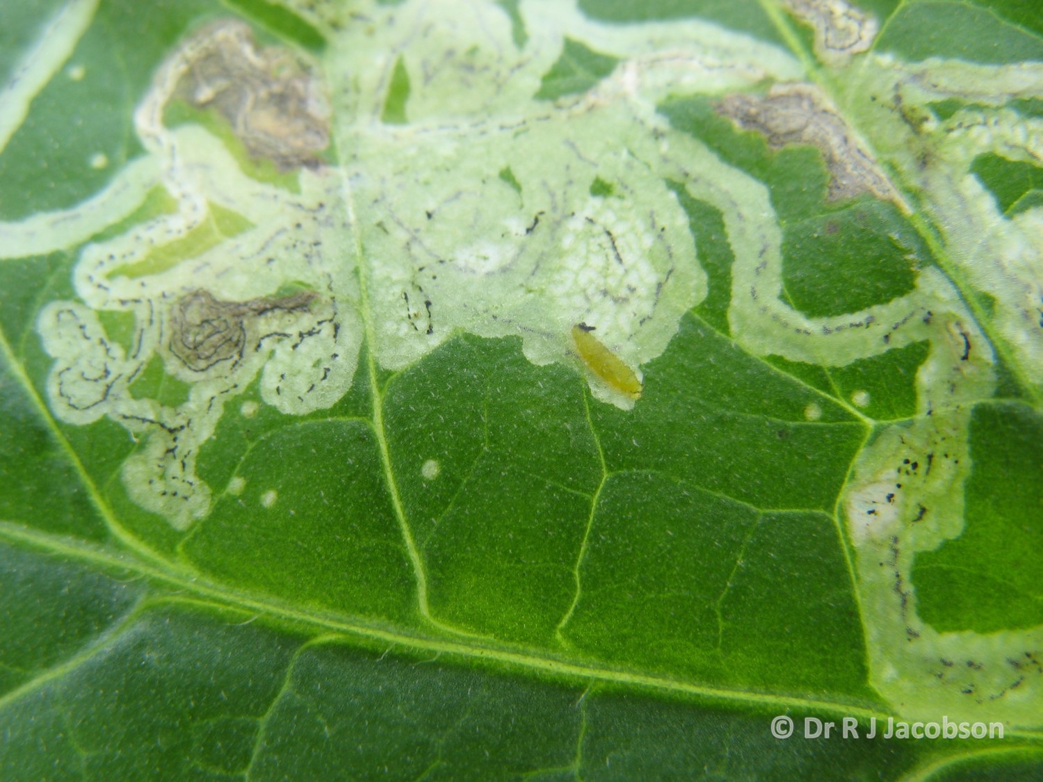 Liriomyza huidobrensis mine. Copyright Dr R J Jacobson (RJC Ltd).